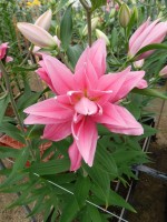 [5583 VH13 Kadango No02.JPG]